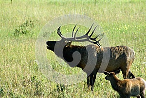 Bull Elk