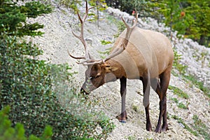 Bull Elk