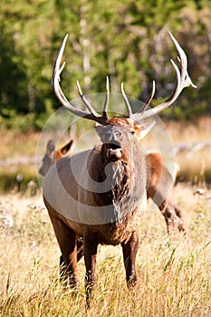 Bull Elk