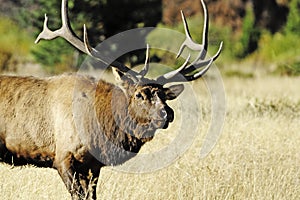 Bull Elk