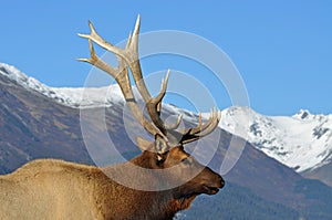 Bull Elk