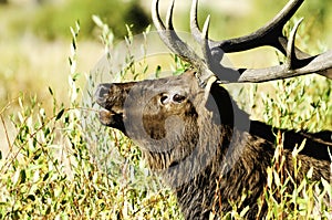 Bull Elk