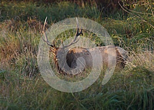 Bull Elk