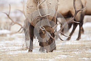 Bull Elk