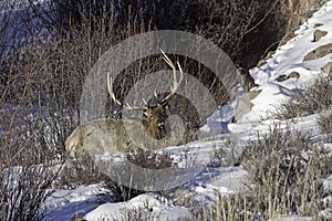 Bull elk