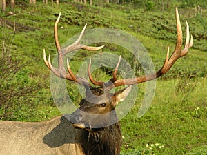 Bull Elk