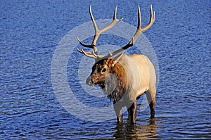 Bull Elk