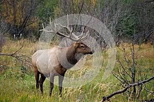 Bull Elk