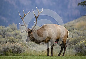 bull elk