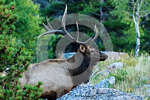 Bull Elk