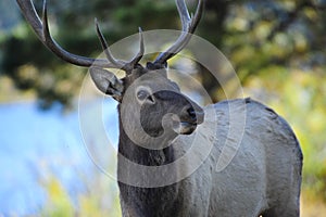 Bull Elk