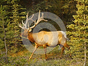 Bull Elk