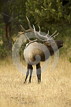 Bull Elk