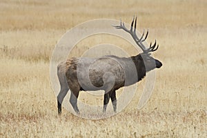 Bull Elk