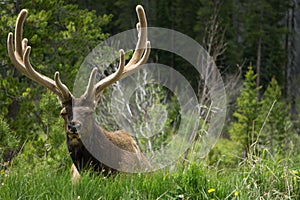 Bull Elk