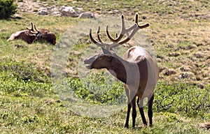 Bull Elk