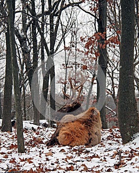 Bull elk