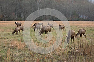 Bull elk