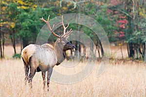 Bull Elk