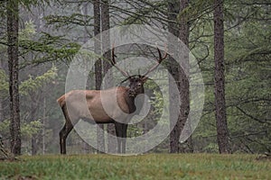 Bull Elk