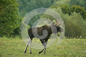 Bull elk Alces alces goes through the meadow