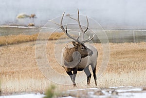 Bull Elk Amid Geyser Steam