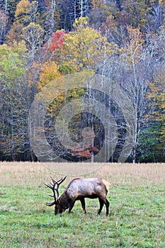 Bull Elk with Antlers