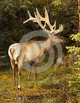 Bull Elk Antlers Forest