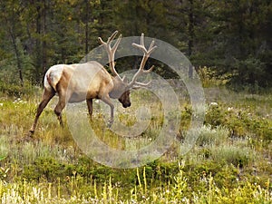 Bull Elk Antlers Forest