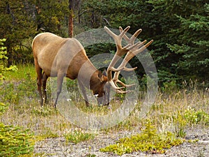 Bull Elk Antlers Forest