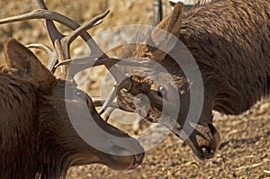 Bull elk with antlers locked.