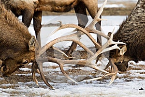 Bull elk antlers locked