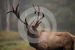 A Bull Elk in Autumn