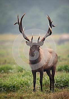 A Bull Elk in Autumn