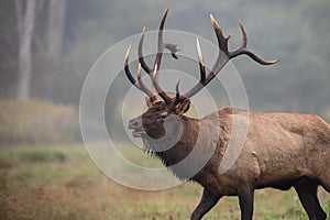 A Bull Elk in Autumn