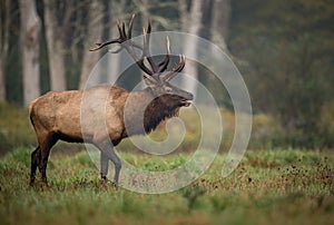 A Bull Elk in Autumn