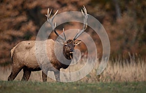 A Bull Elk in Autumn