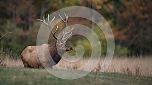 A Bull Elk in Autumn