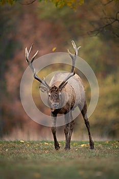 A Bull Elk in Autumn