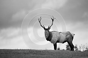 A Bull Elk in Autumn