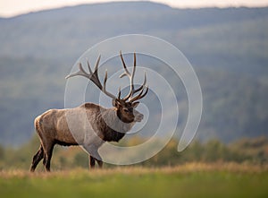 A Bull Elk in Autumn