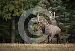 A Bull Elk in Autumn