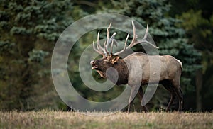 A Bull Elk in Autumn