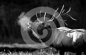 A Bull Elk in Autumn