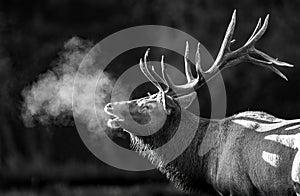 A Bull Elk in Autumn