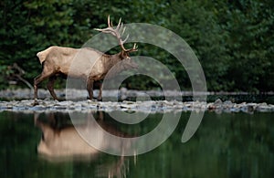 A Bull Elk in Autumn