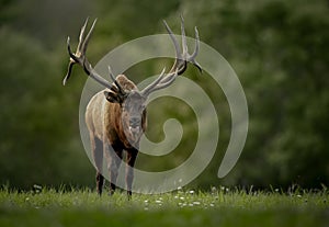 A Bull Elk in Autumn