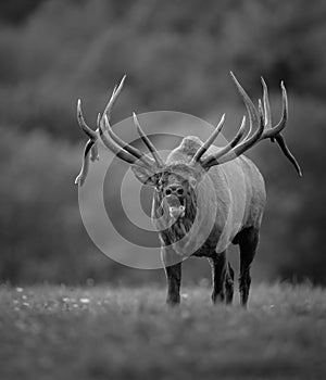 A Bull Elk in Autumn