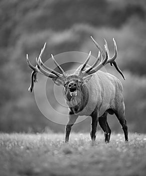 A Bull Elk in Autumn