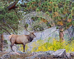 Bull Elk, Autumn COlors, Rocky Mountain National Park, CO